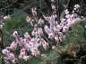 Nikitsky Botanic Garden14.JPG - 
